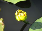 Day 1 - Fly on a Silver Lake bladderwort flower